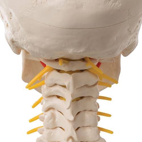 4-Part Human Skull Model on Cervical Spine I86586