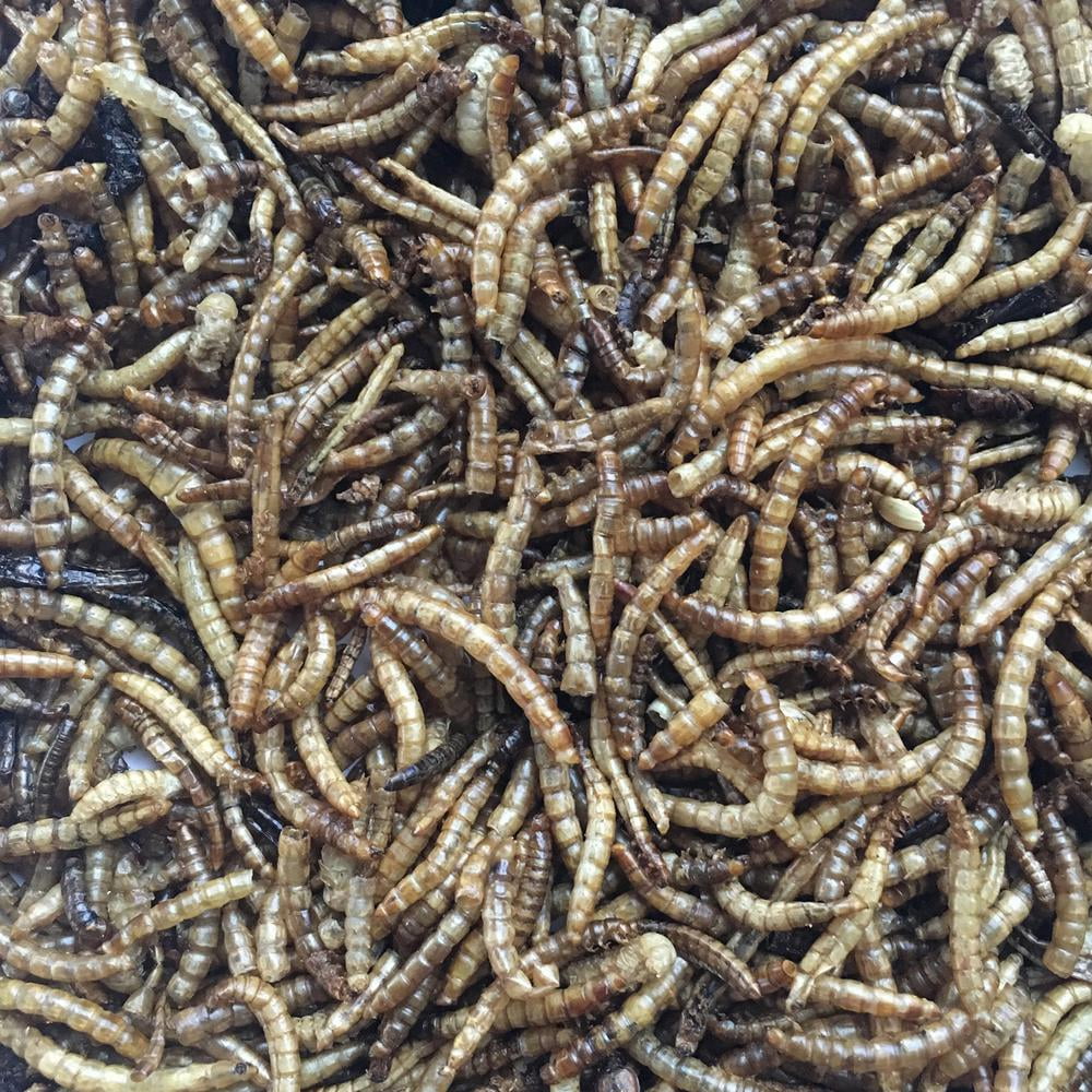Dried Mealworms 5 lbs. Bag O74395