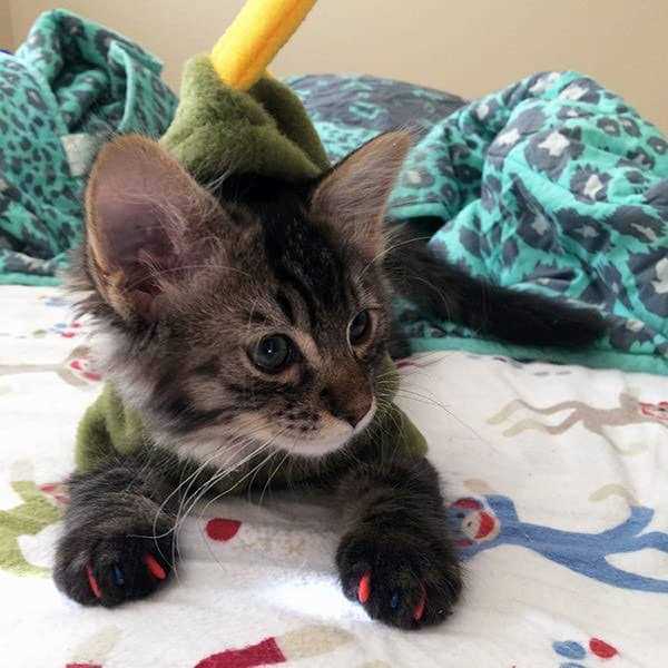 Soft Nail Caps for Cats T4604
