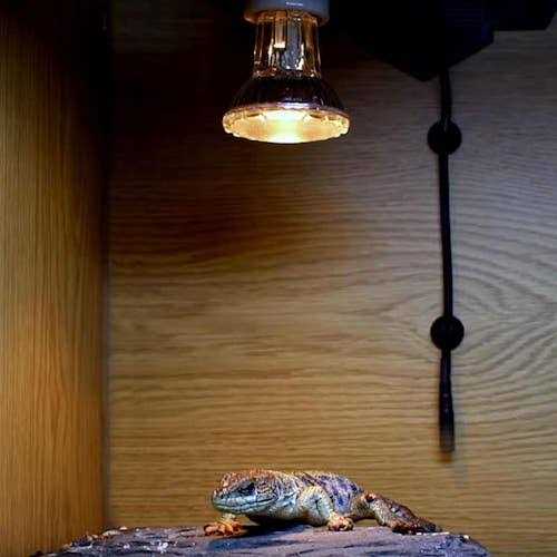 Halogen Heat Lamp R10856