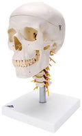 4-Part Human Skull Model on Cervical Spine I86586