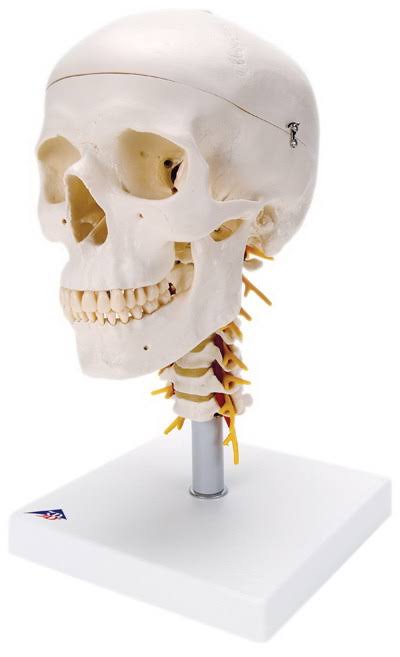 4-Part Human Skull Model on Cervical Spine I86586