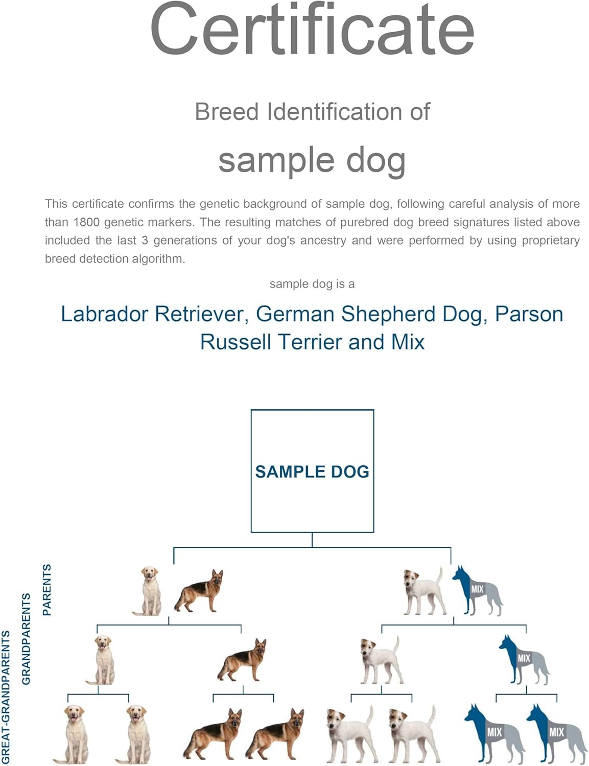 Dog DNA Test Kit for 350+ Breeds N273971
