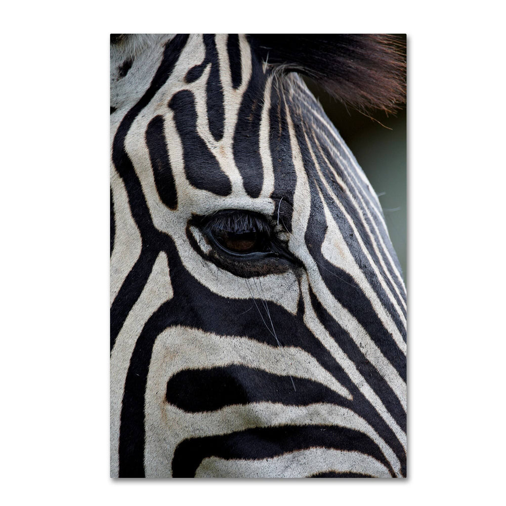 Zebras Canvas Art C403743