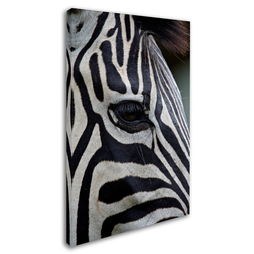 Zebras Canvas Art C403743