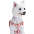Step Dog Harness Z267