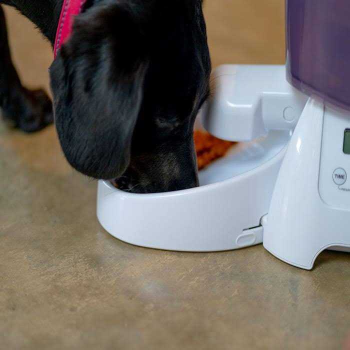 Automatic Dry Pet Food Feeder D8602