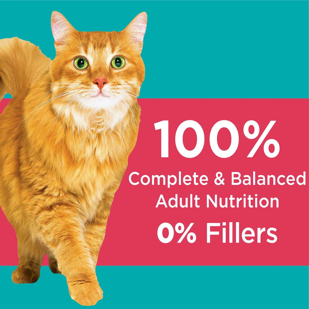 Salmon Adult Dry Cat Food G318
