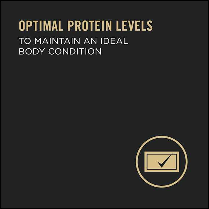 High Protein Wet Dog Food H953801